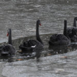 Black Swans