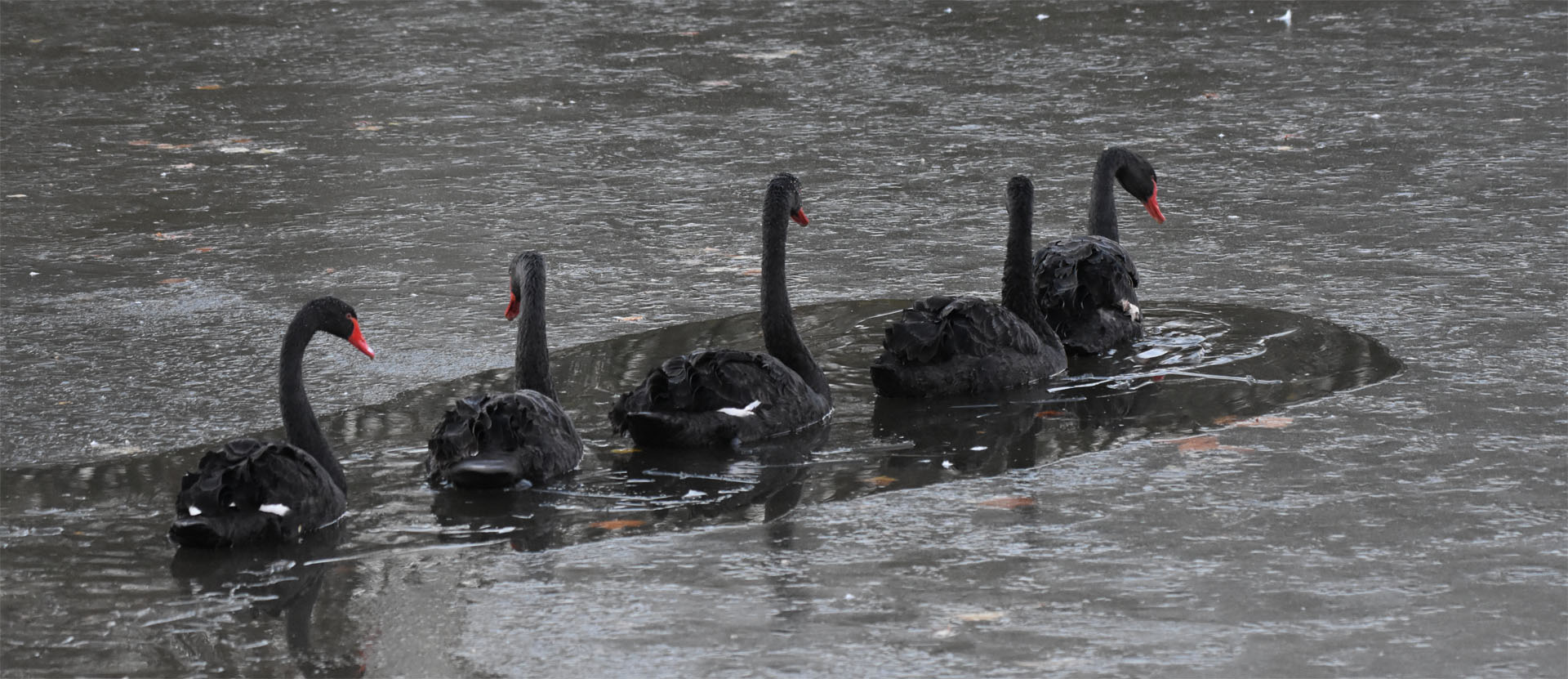 Black Swans