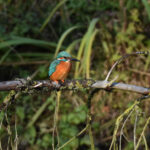 Fliegender Edelstein