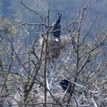 Kormorane brüten am Baldeneysee