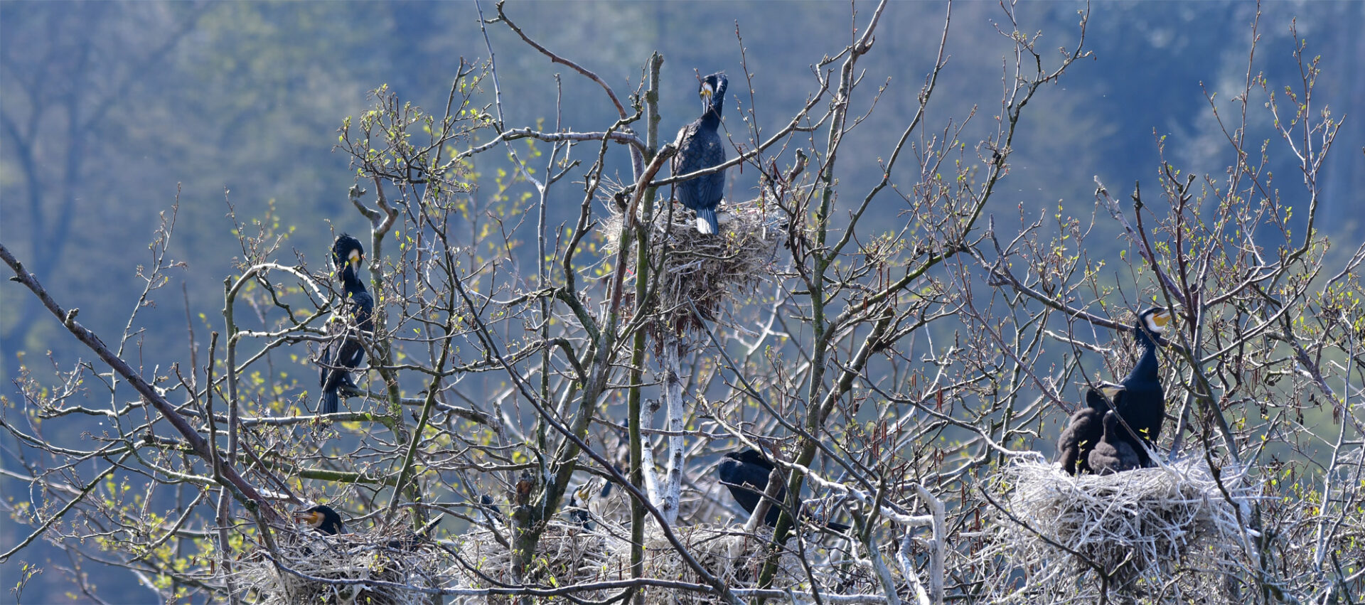 Kormorane brüten am Baldeneysee