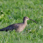 Werde langsam Ornithologe