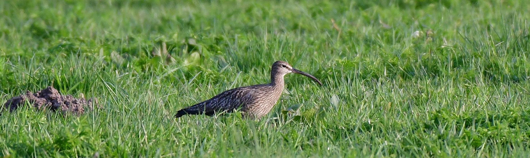 Werde langsam Ornithologe