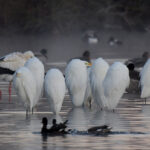 Rieselfelder Münster