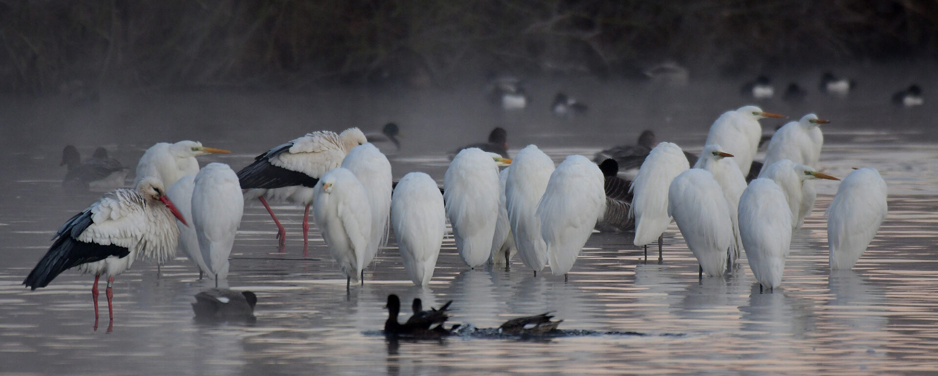 Rieselfelder Münster